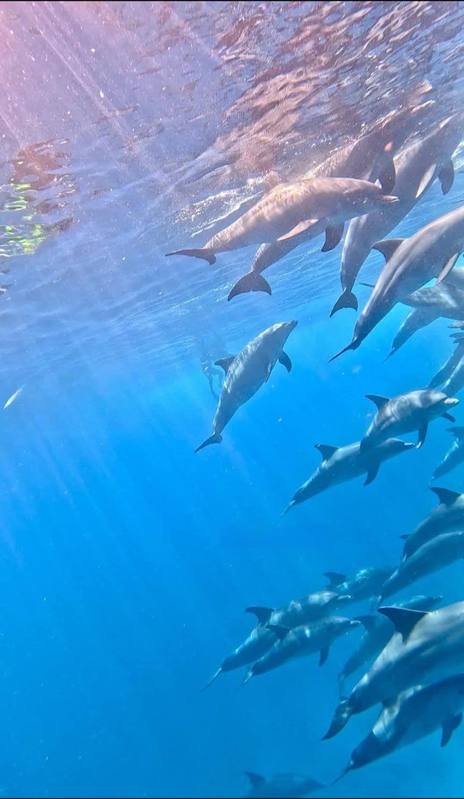 Dolphin House Tour — photo 2